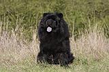 CHOW CHOW 423